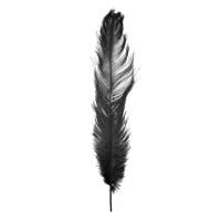 Pluma Colorida 40cm General Import